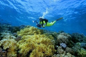 Wakatobi Diving - onderwaterfoto van duiker